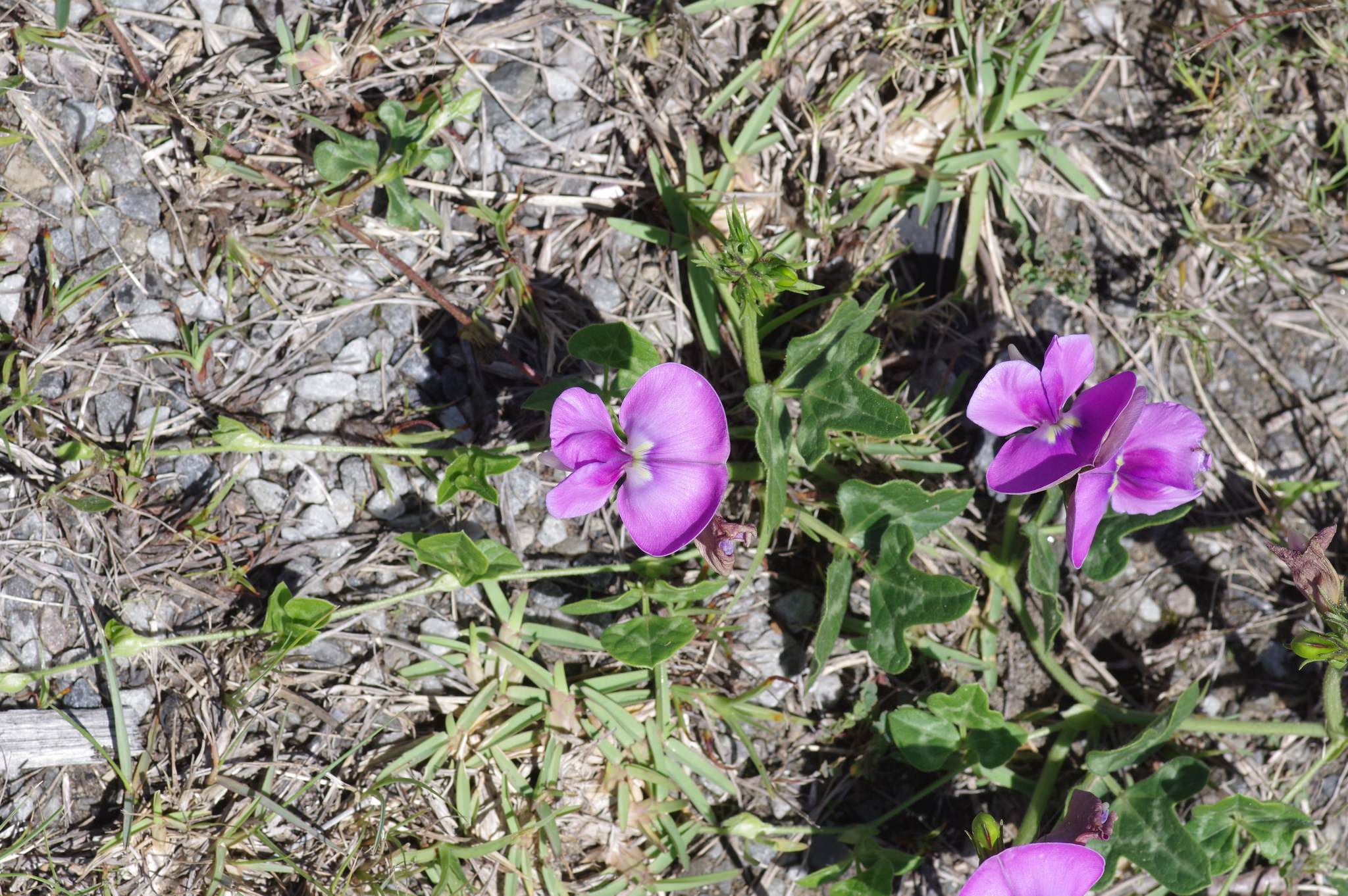Vigna unguiculata